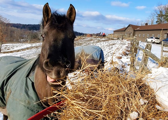 It’s a Great Day for Hay at Oglebay Park Stables